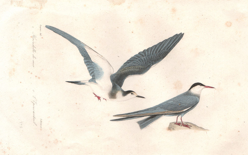 SEABIRDS. Hirondelle de mer (Common Tern); Épouvantail. BUFFON 1837 old print